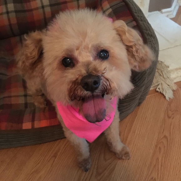 Meet your Posher, Lettybug - Picture 1 of 1